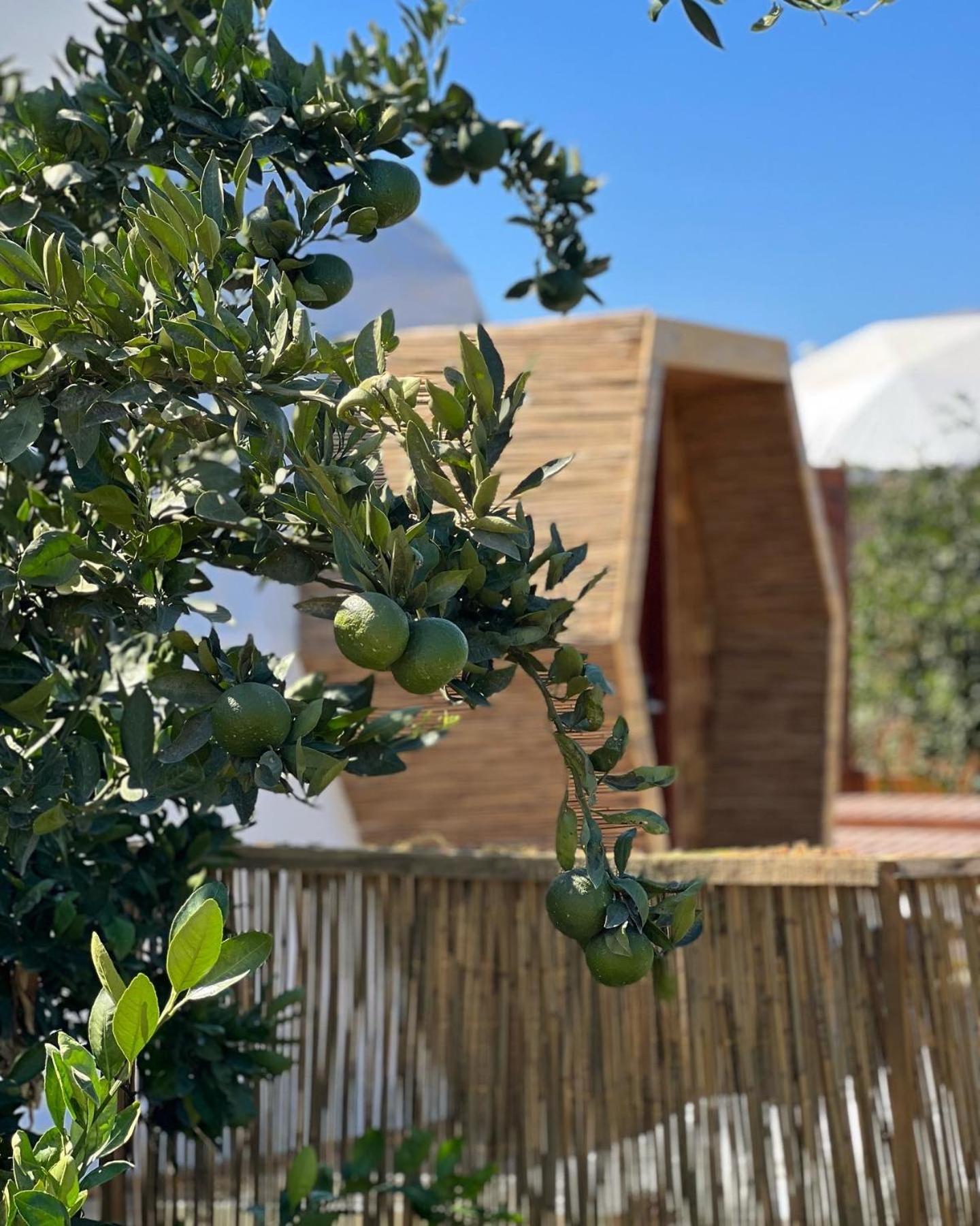 ホテル Mandalin Glamping セルチュク エクステリア 写真